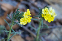 Lithospermum cobrense