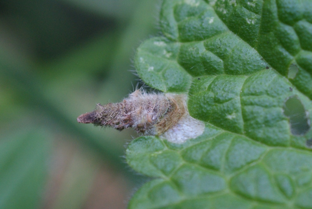 Woundwort Case-bearer