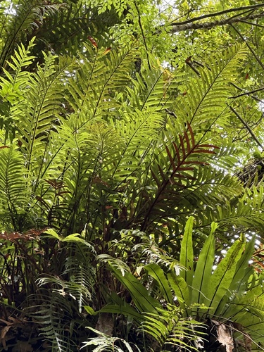 Image of Drynaria coronans by (c) Kiwi Shen, some rights reserved (CC BY)