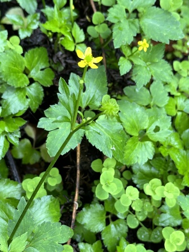 Image of Ranunculus cantoniensis by (c) Kiwi Shen, some rights reserved (CC BY)