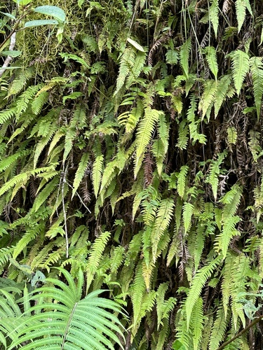 Image of Phegopteris decursive by (c) Kiwi Shen, some rights reserved (CC BY)