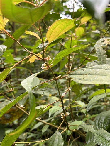 Image of Blastus cochinchinensis by (c) Kiwi Shen, some rights reserved (CC BY)