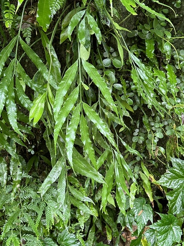 Asplenium formosae, photograph 3