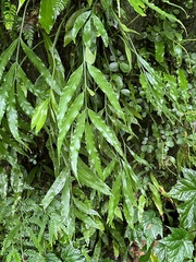 Asplenium formosae, photograph Kiwi Shen, CC BY, iNaturalist via GBIF