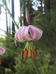 Lilium kelloggii