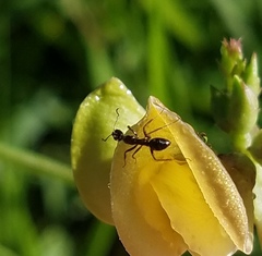 Camponotus sexguttatus