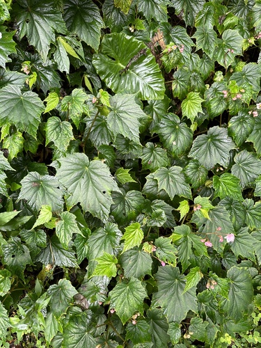 Image of Begonia formosana by (c) Kiwi Shen, some rights reserved (CC BY)