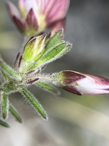 Image of Polygala dasyphylla by (c) Charleen Brunke, some rights reserved (CC BY)