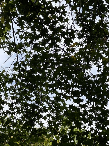 Image of Acer serrulatum by (c) Kiwi Shen, some rights reserved (CC BY)