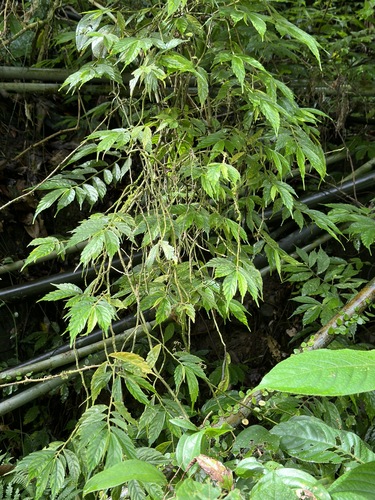 Image of Elatostema lineolatum by (c) Kiwi Shen, some rights reserved (CC BY)