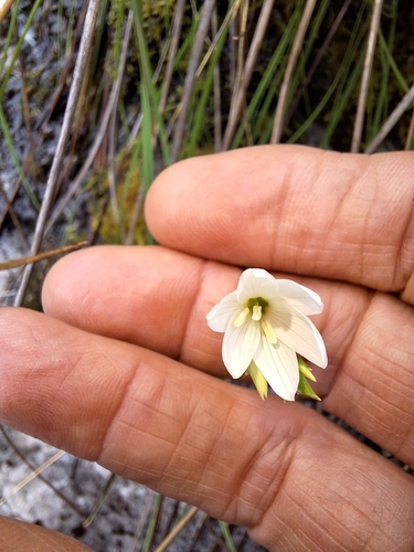 Geissorhiza bryicola