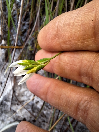 Image of Geissorhiza bryicola by (c) Adele SL, some rights reserved (CC BY)