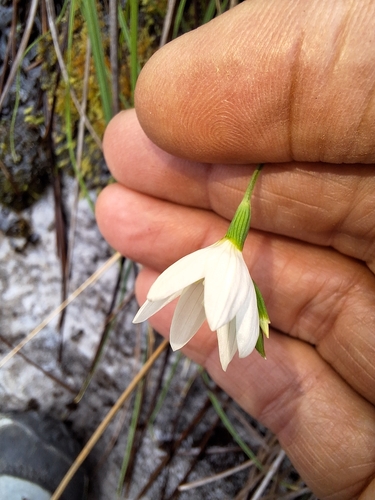 Image of Geissorhiza bryicola by (c) Adele SL, some rights reserved (CC BY)