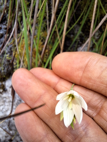 Image of Geissorhiza bryicola by (c) Adele SL, some rights reserved (CC BY)