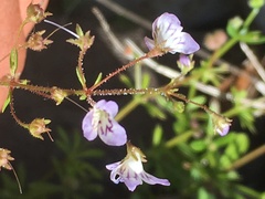 Tonella floribunda