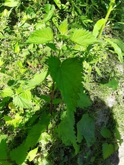 Urtica dioica