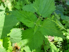 Urtica dioica