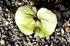 Caltha palustris