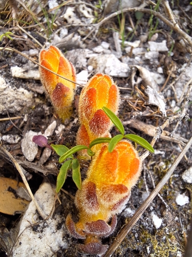 Scaly Inkflower (Harveya squamosa)