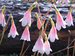 Linnaea borealis longiflora