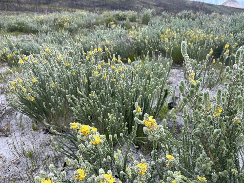 Image of Fives Capegorse by (c) Charleen Brunke, some rights reserved (CC BY)