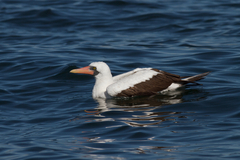 Nazca Booby photo 4