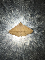 Ugia purpurea