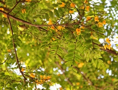 Tipuana tipu