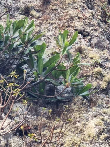 Image of Sideroxylon mirmulano by (c) Vítor Jorge, some rights reserved (CC BY)