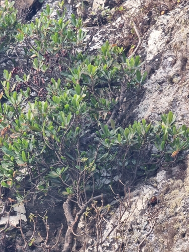 Image of Sideroxylon mirmulano by (c) Vítor Jorge, some rights reserved (CC BY)