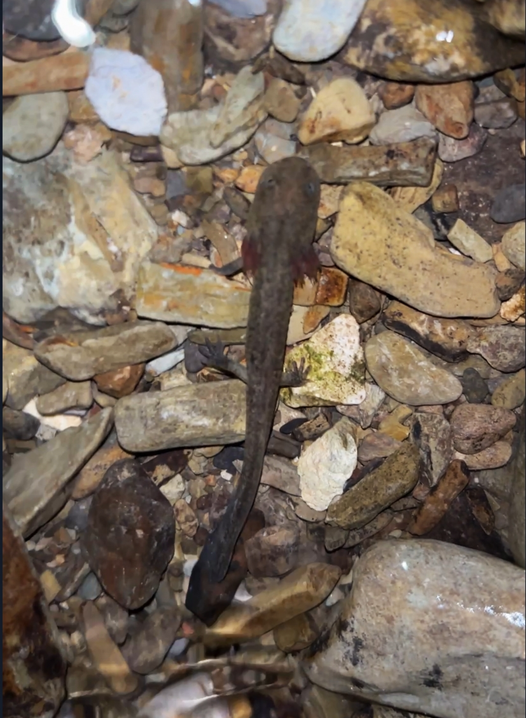 Kuankuoshui Salamander