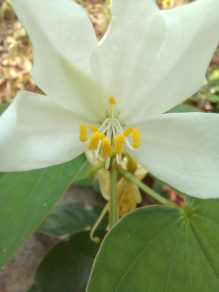 Bauhinia hirsuta (Bauhinia hirsuta)