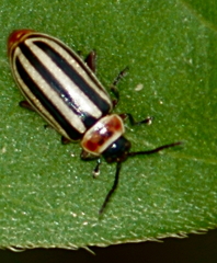 Disonycha procera