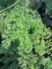 Adiantum