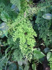 Adiantum
