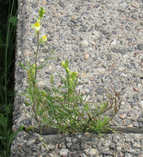 common toadflax