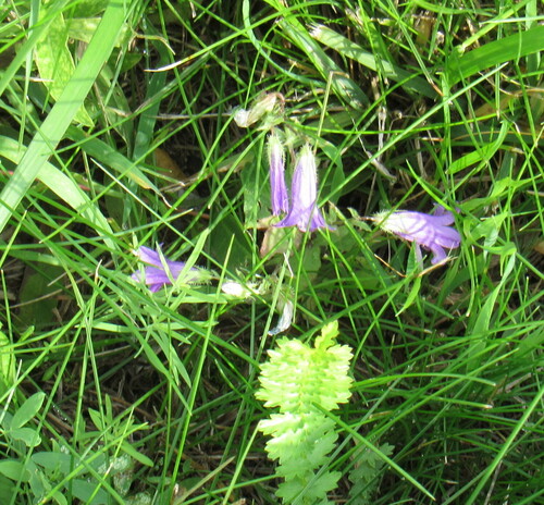 Siberian Bellflower