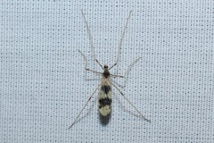 Erioptera venusta