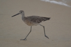 Tringa semipalmata semipalmata