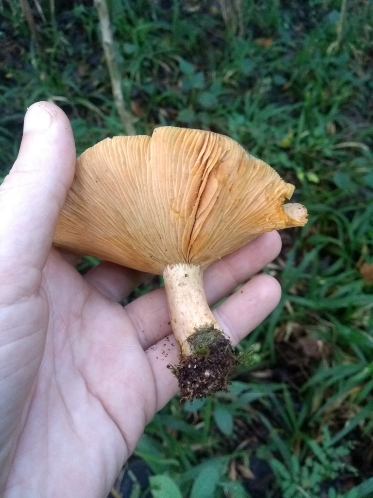 Lactarius quieticolor · May 2019 · photo: © piterkeo (iNaturalist, cc-by-sa)