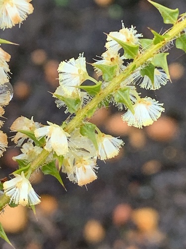Image of Acacia hastulata by (c) Mark Cliff, some rights reserved (CC BY)