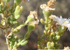 Mesembryanthemum junceum