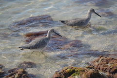 Tringa semipalmata semipalmata