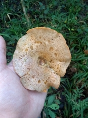 Lactarius quieticolor