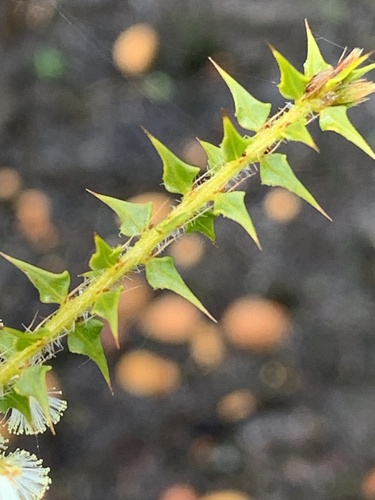 Image of Acacia hastulata by (c) Mark Cliff, some rights reserved (CC BY)