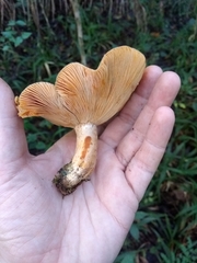 Lactarius quieticolor