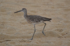 Tringa semipalmata semipalmata