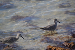 Tringa semipalmata semipalmata