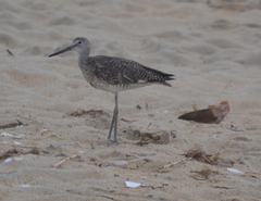 Tringa semipalmata semipalmata