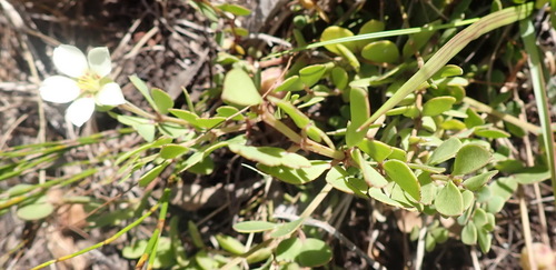 Image of Roepera maritima by (c) Nicola van Berkel, some rights reserved (CC BY-SA)